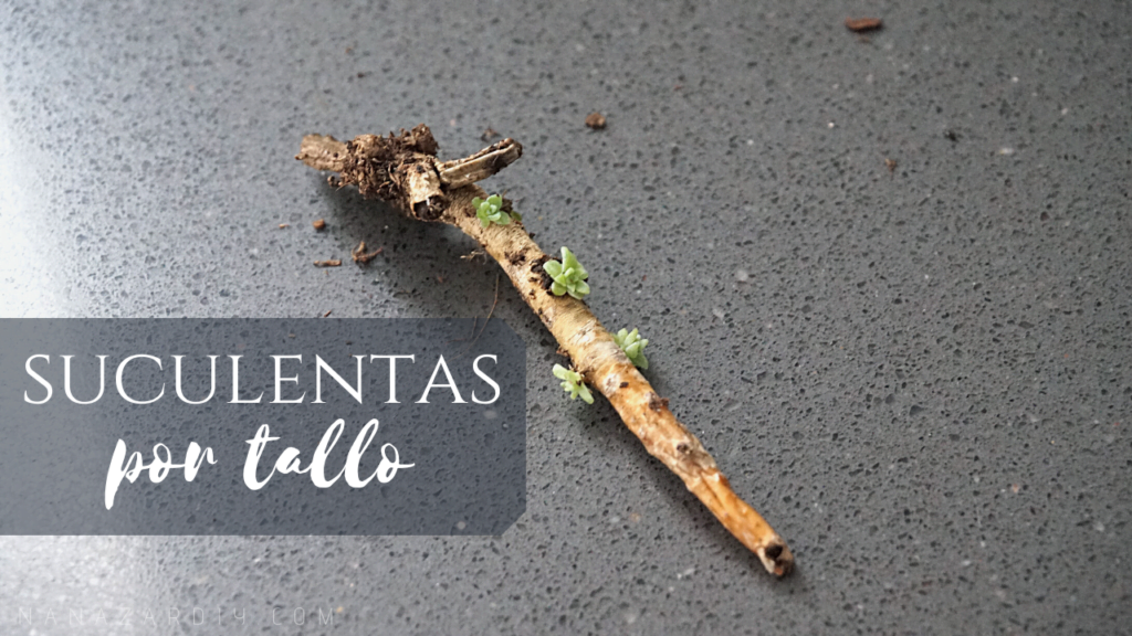 Propagar SUCULENTAS por TALLO (Propagating succulents from stalk)